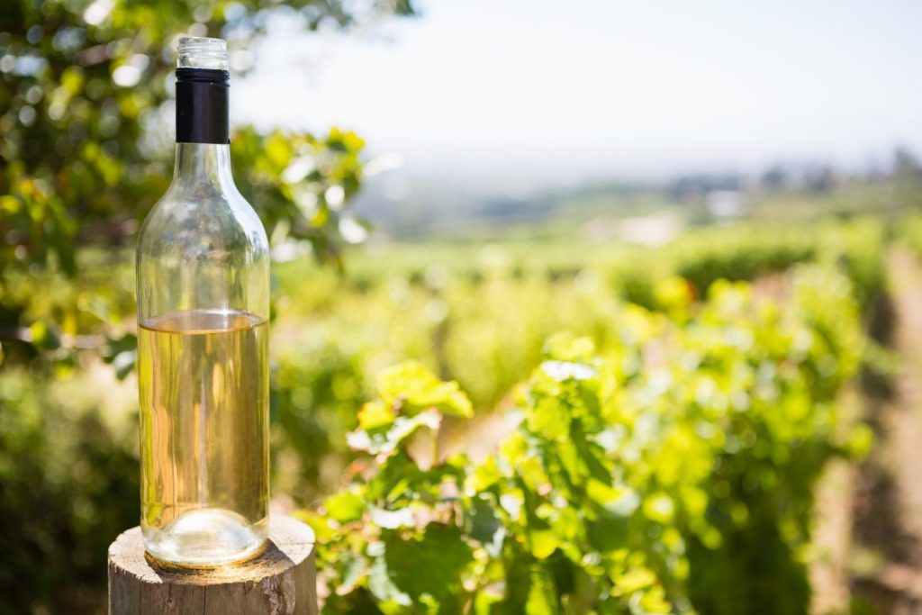 Wine bottle in vineyard